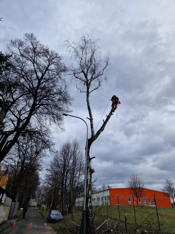 kácení břízy v těsné blízkosti pozemní komunikace Ostrava